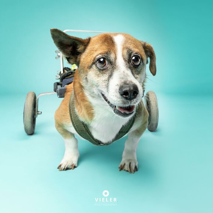 Meet The Pups Who Prove Disability Is Just A Word