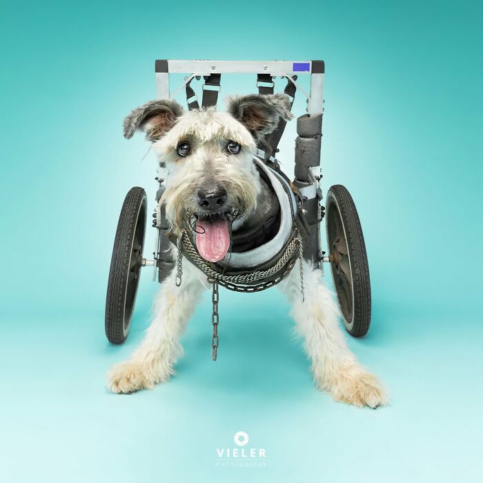Meet The Pups Who Prove Disability Is Just A Word