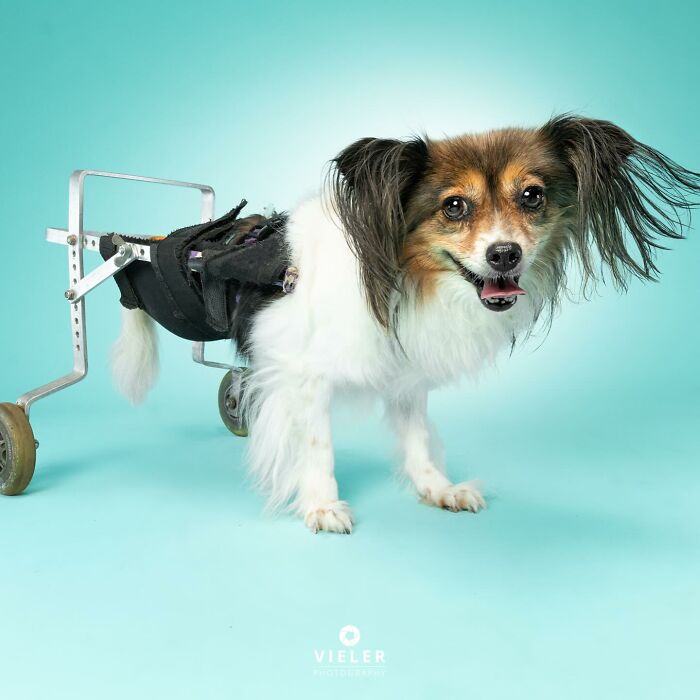 Meet The Pups Who Prove Disability Is Just A Word