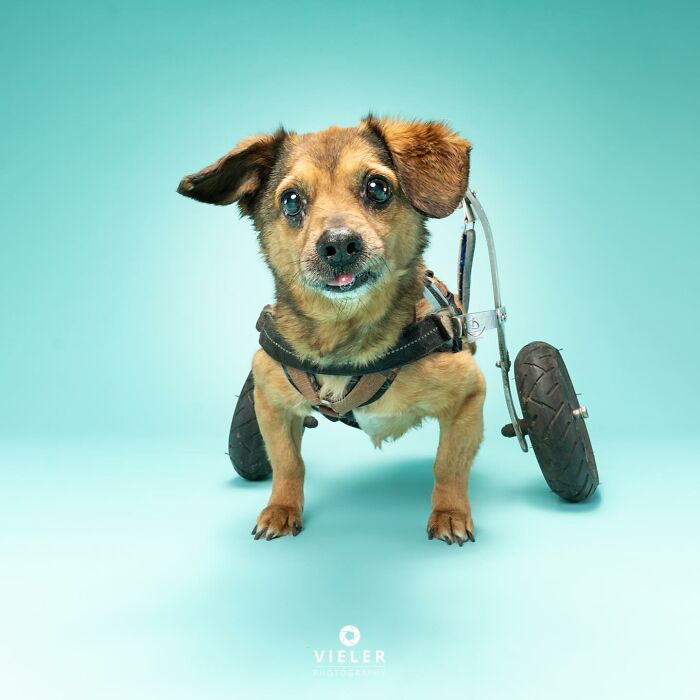 Meet The Pups Who Prove Disability Is Just A Word