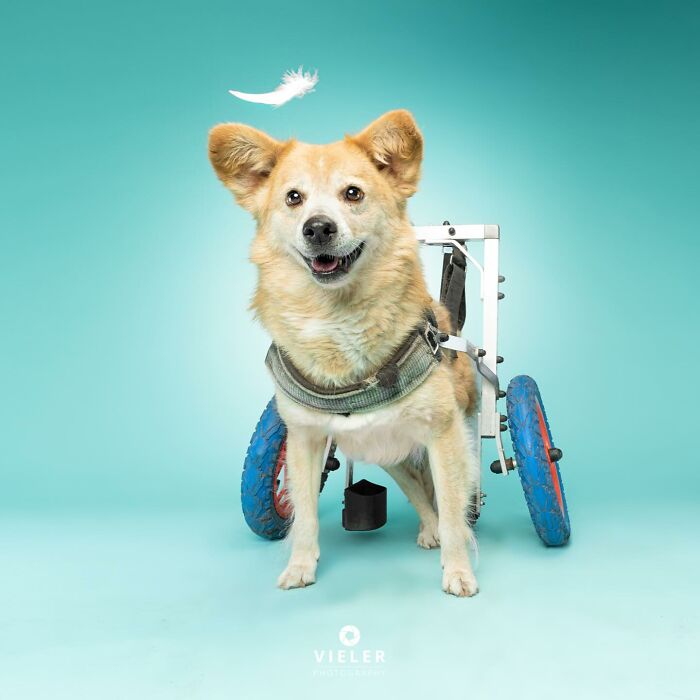 Meet The Pups Who Prove Disability Is Just A Word
