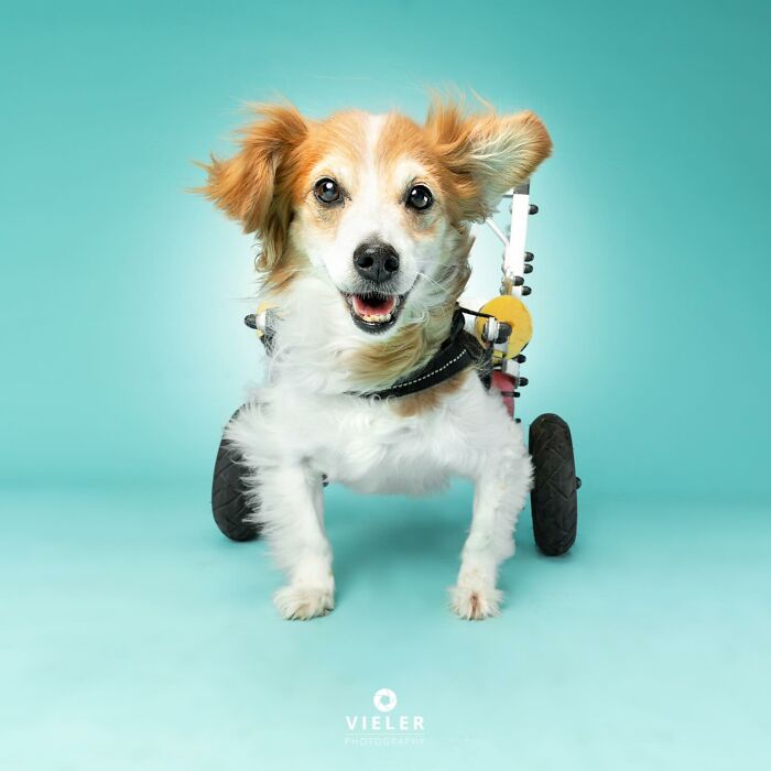 Meet The Pups Who Prove Disability Is Just A Word