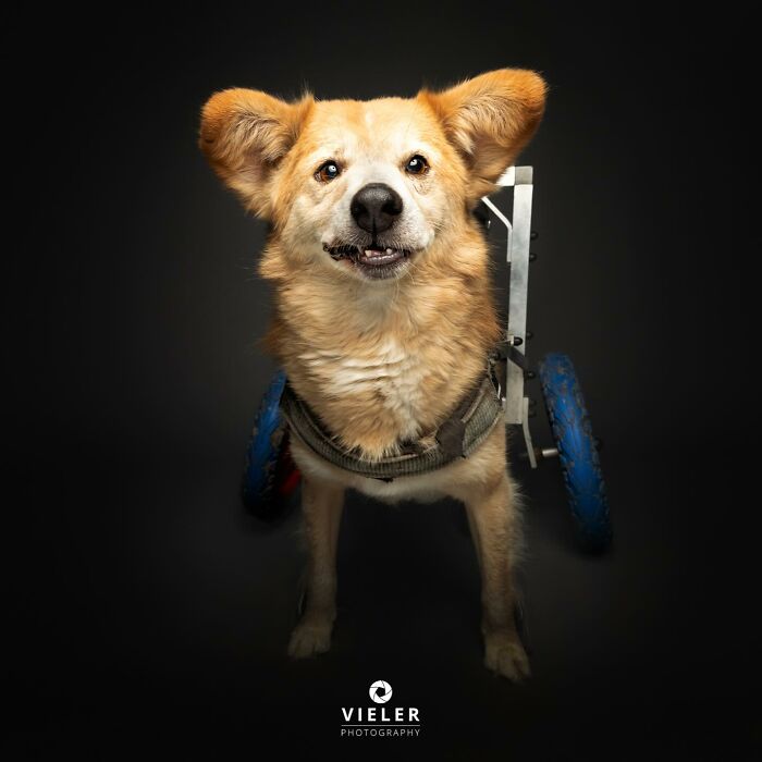Meet The Pups Who Prove Disability Is Just A Word