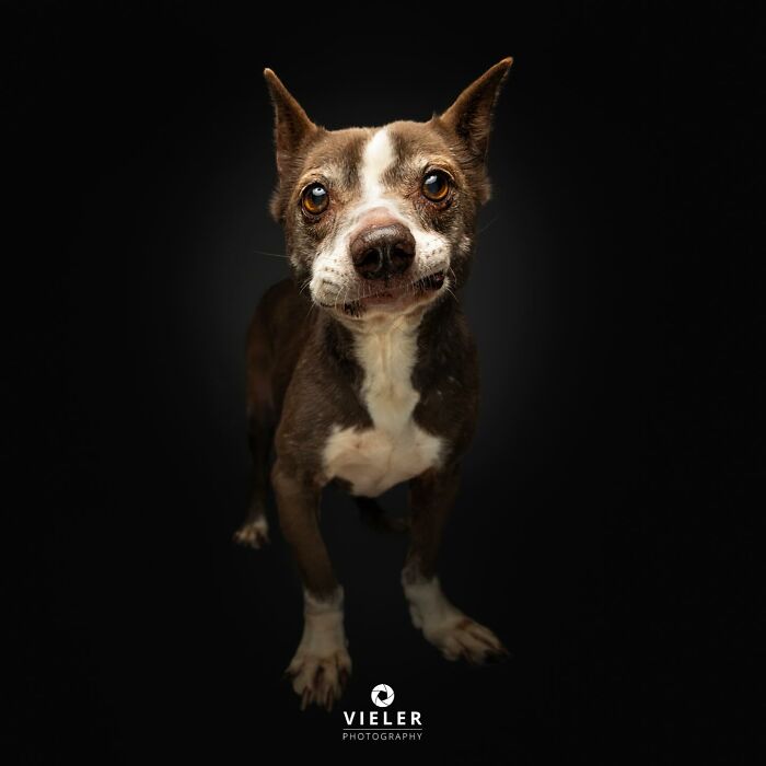 Meet The Pups Who Prove Disability Is Just A Word