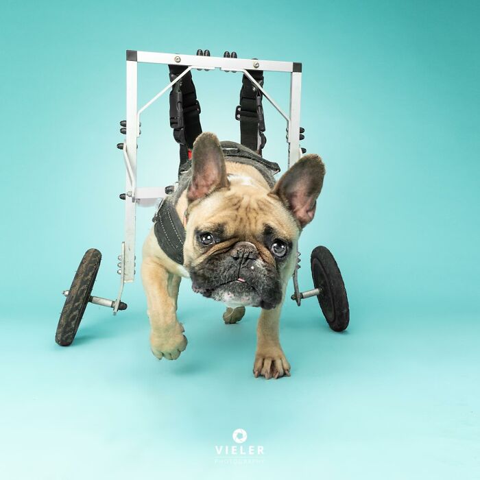 Meet The Pups Who Prove Disability Is Just A Word