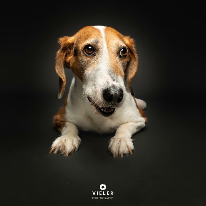 Meet The Pups Who Prove Disability Is Just A Word