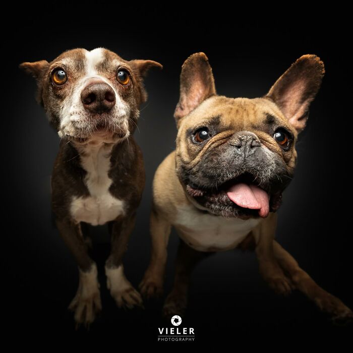 Meet The Pups Who Prove Disability Is Just A Word