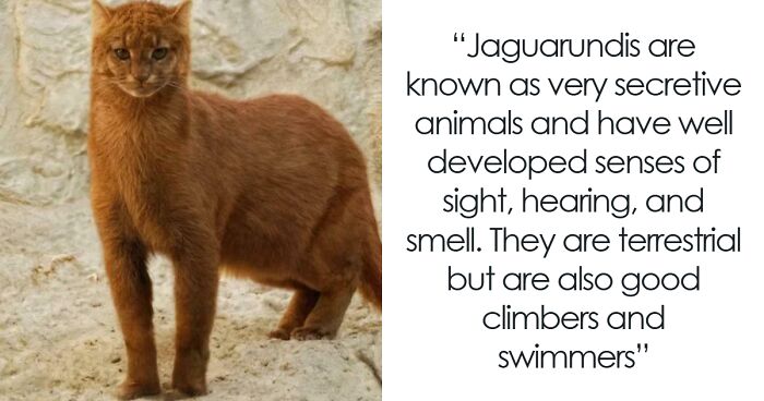 The Cutest Animal Facts That Will Totally Surprise You