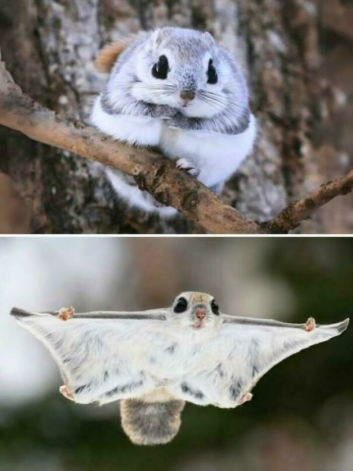 Japanese Dwarf Flying Squirrels Glide Like Tiny Forest Ninjas Using Their Special Skin Wings