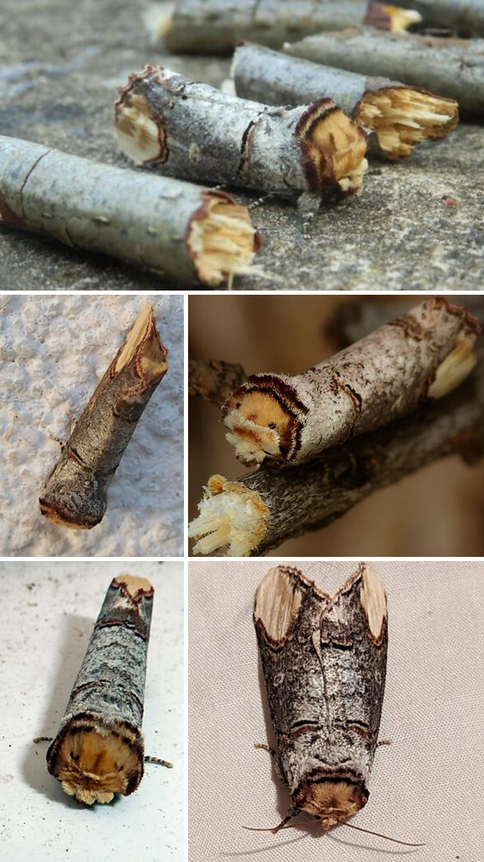 The Buff-Tip Moth Pulls The Ultimate Twig Disguise Trick