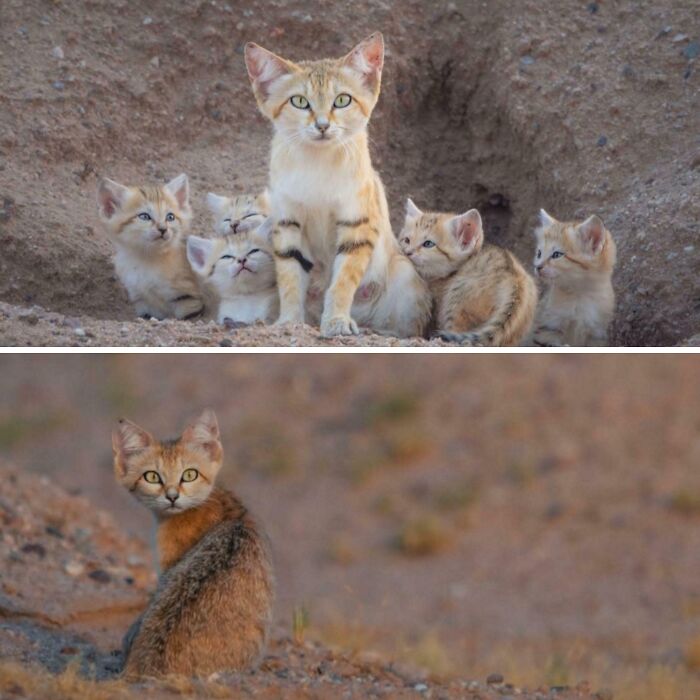 Sand Cats Close Their Eyes At Night To Blend With The Desert Shadows