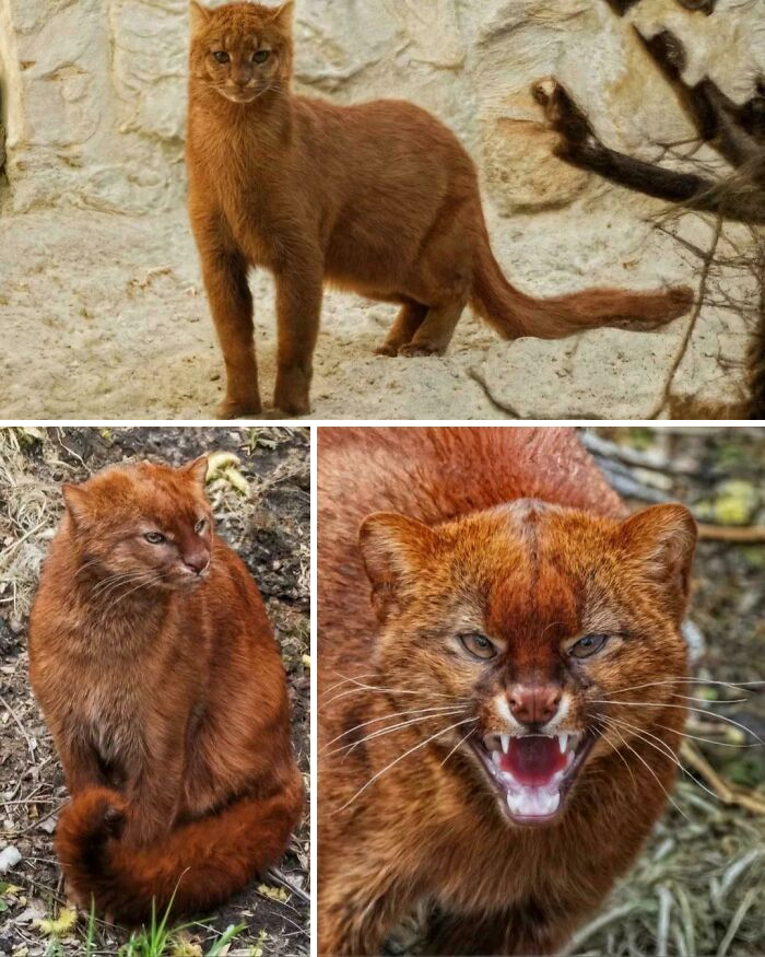 Jaguarundis: The Secretive Cats That Look Like Weasels But Are Total Pros At Climbing And Swimming