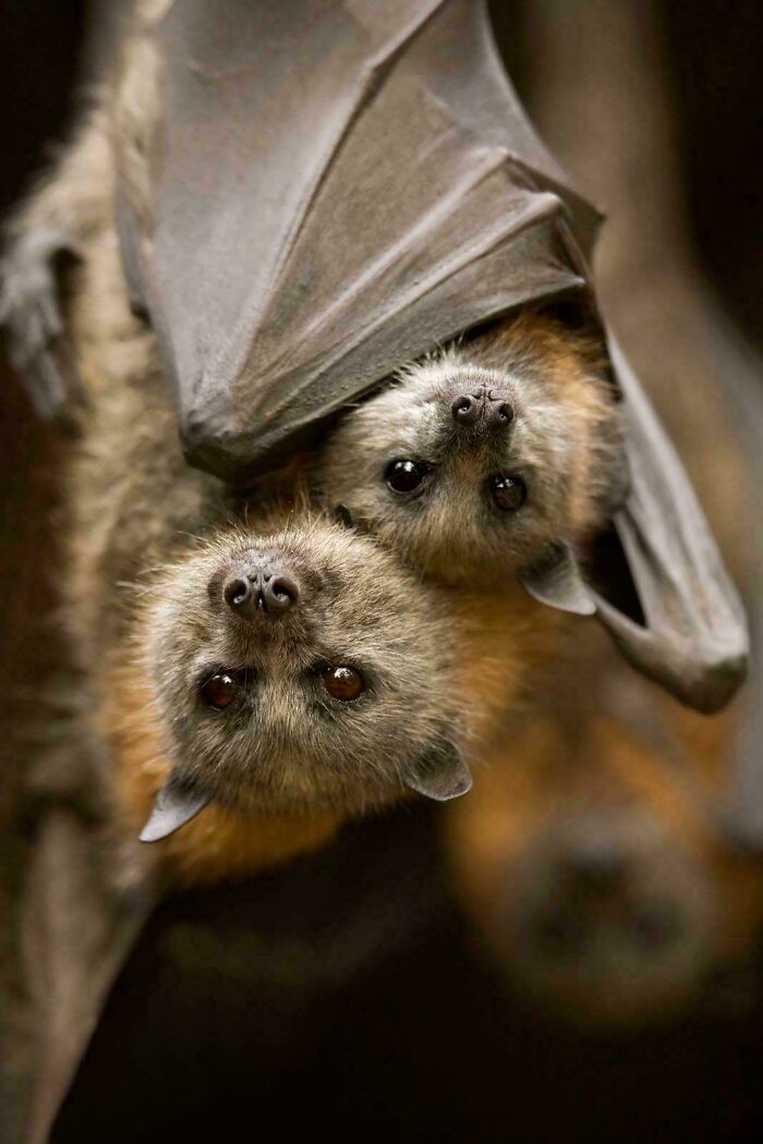 Flying Foxes: The Forest’s Nighttime Flower Pollinators