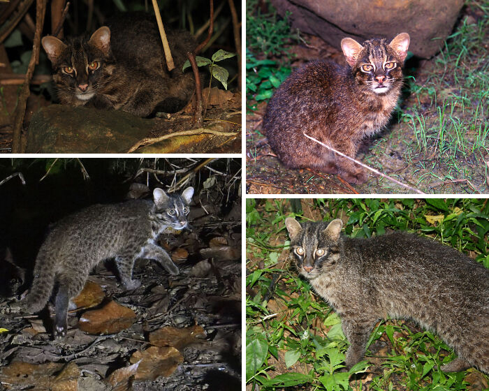 The Iriomote Cat: Japan’s Tiny Wildcat With The Smallest Home Ever