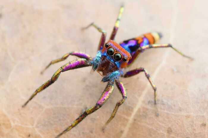 Chrysilla Volupe: The Most Colorful Spider On The Planet, Back From Extinction