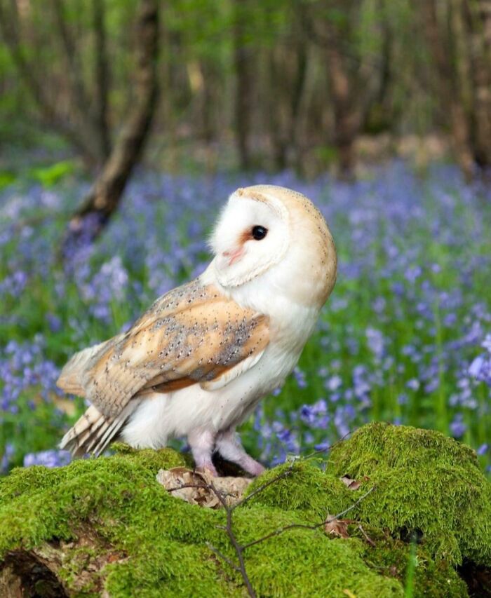 Barn Owls Have The Ultimate Sound Radar To Hunt Like Ninjas