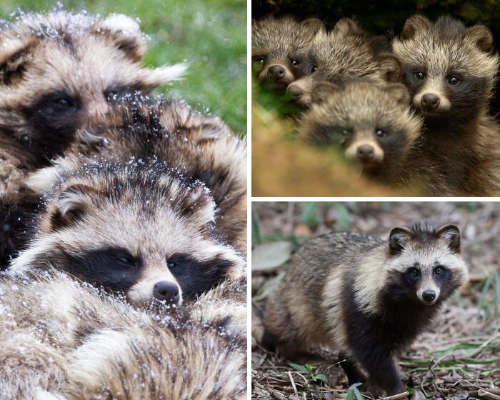 The Raccoon Dog Isn’t A Raccoon—It’s A Hibernating Fox Cousin