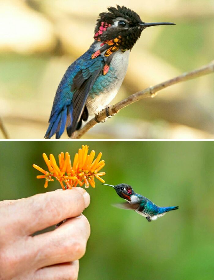 Bee Hummingbirds: The World's Tiniest Feathered Speedsters
