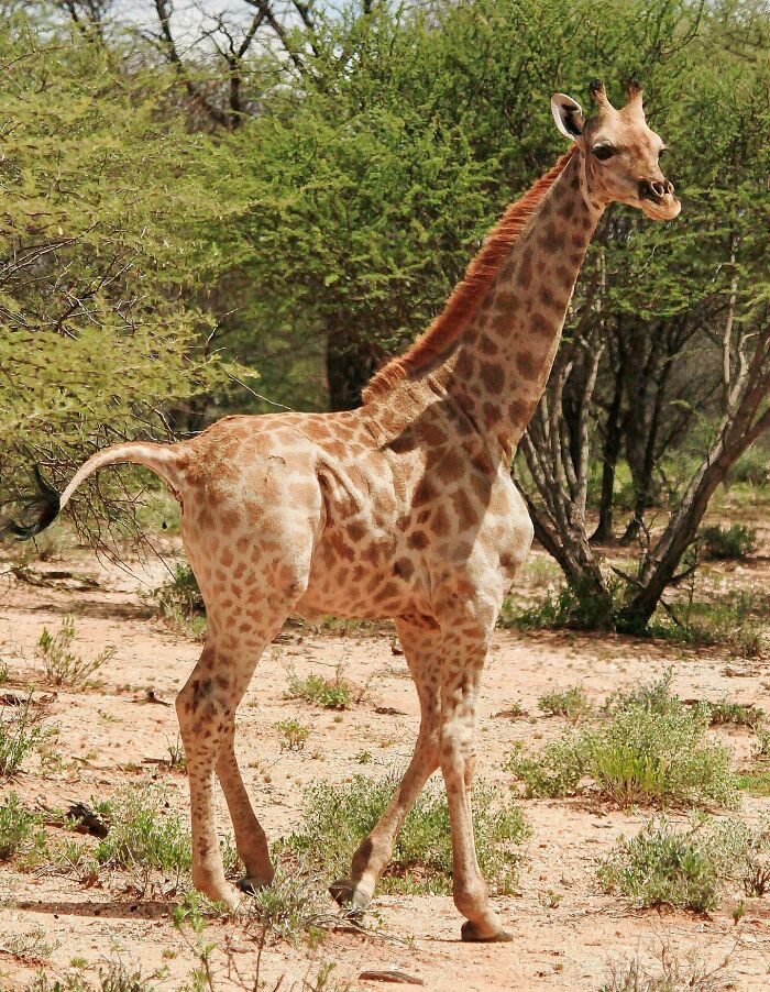 Only Two Dwarf Giraffes Have Ever Been Seen, And One’s A Lord Of The Rings Fan Named Gimli