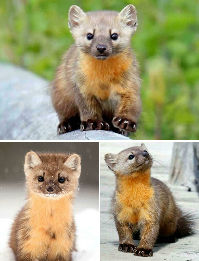 Pacific Martens Delay Baby Time To Make Sure Everything’s Perfect