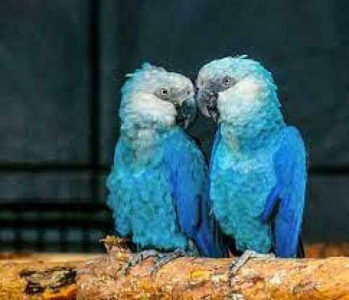 Spix's Macaw: Once Gone, Now Back With A Little Help
