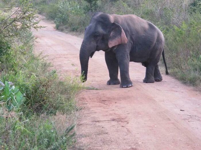 Tiny Elephant In Sri Lanka Is Proof That Dwarfism Happens In The Wild