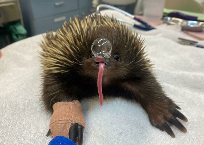 Echidnas Cool Off By Blowing Snot Bubbles And Belly Flopping, Not Sweating