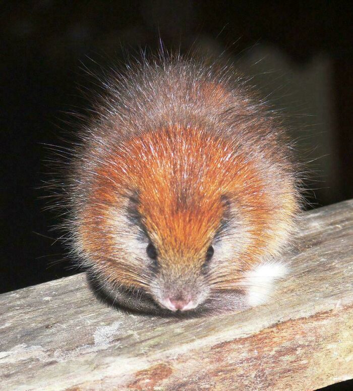 The Red Crested Tree Rat: The Surprise Guest At A Colombian Lodge