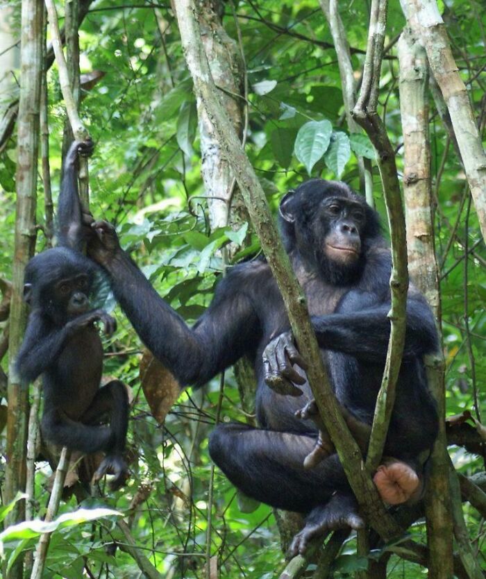 Female Bonobos Team Up To Boss Around The Guys And Keep The Peace
