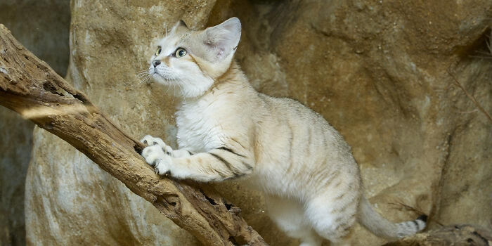 Sand Cats Get All Their Water From Their Food; They’re Basically Desert Hydration Pros