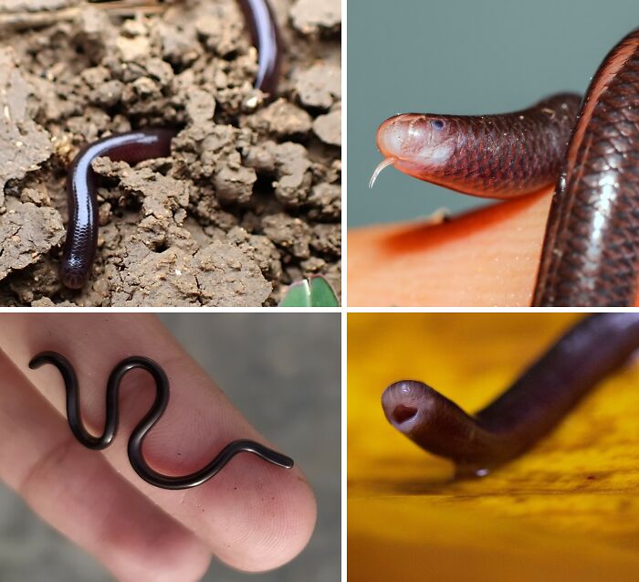Brahminy Blind Snake: The Worm-Looking Sneaky Snake That Spreads Through Flowerpots