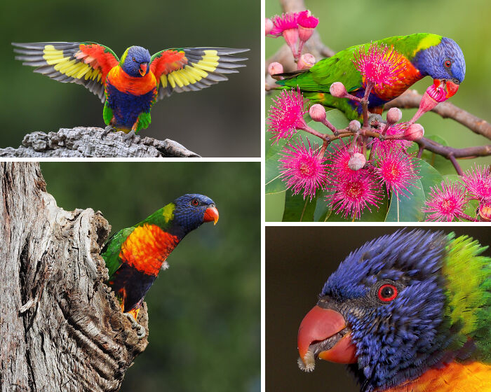 Rainbow Lorikeets: Partying Birds Who Follow Flowers Wherever They Bloom
