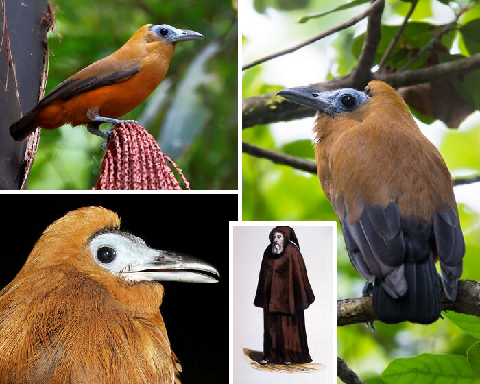 Capuchinbird: The Monk-Looking Bird With A Bald Head Hoodie