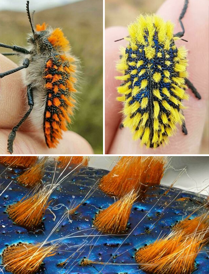 Brush Jewel Beetle: Rocking Colorful Tufts Like Nature’s Tiny Rock Star