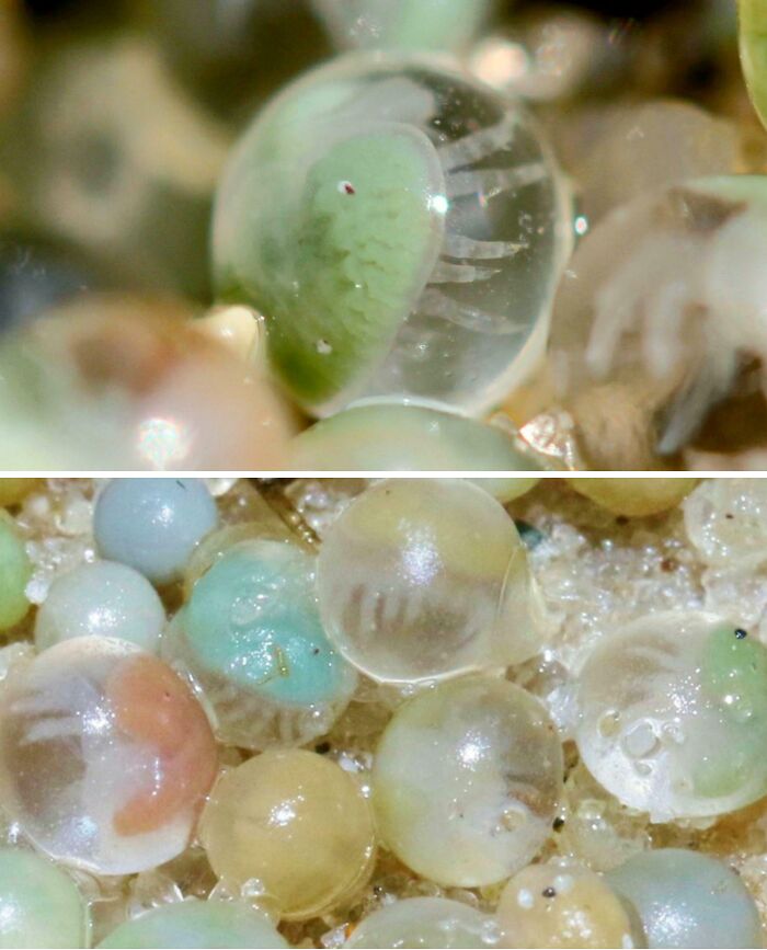 Baby Horseshoe Crabs: Tiny Embryos Hanging Out In Eggs For Weeks Before Growing Up