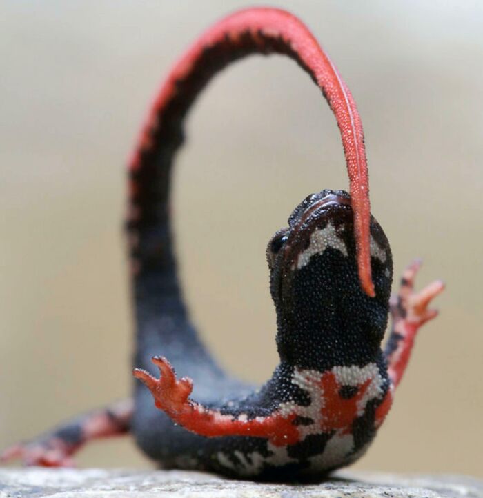 Spectacled Salamanders Strike A Defensive Pose To Show Off Their Bright Warning Colors