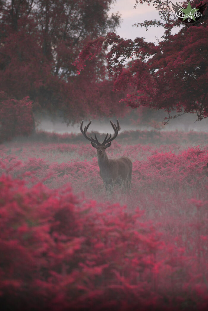 Stag Standing In Fog And Flowers: Moody, Majestic, Mysterious