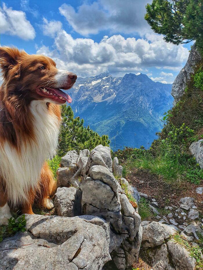 My Loyal Friend In The Austrian Alps: Doggo With The Views
