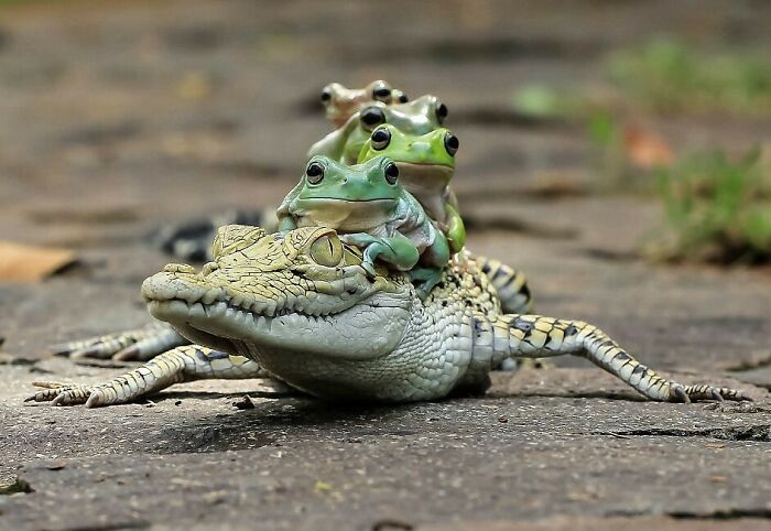 Frogs Piggybacking On A Caiman: Nature’s Little Hitchhikers