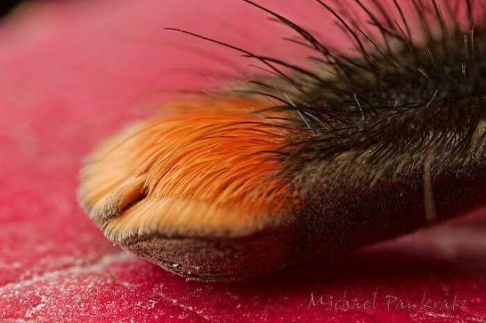 A Spider's Paw: Macro Madness That’s Both Gross And Cool