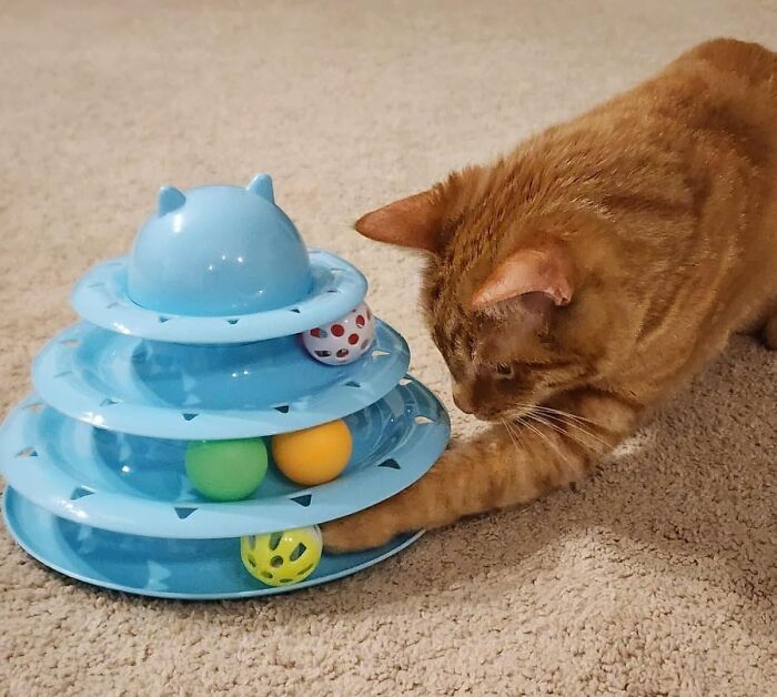 Keyboard Cat Meeting Officially Relocated to This 3-Tier Cat Toy