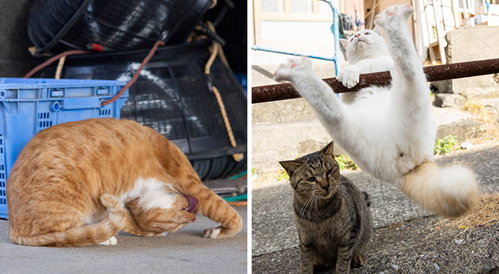 Wait, These Cats Are Basically Tiny Street Celebrities! 62 Pics Proving It