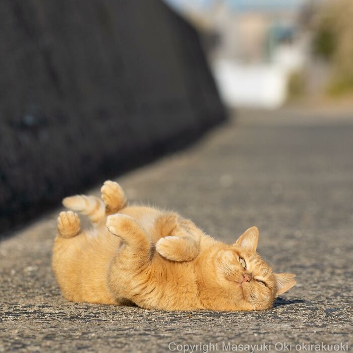 Wait, These Cats Are Basically Tiny Street Celebrities! 62 Pics Proving It