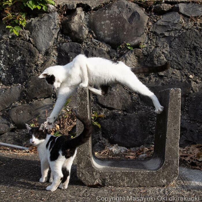 Wait, These Cats Are Basically Tiny Street Celebrities! 62 Pics Proving It