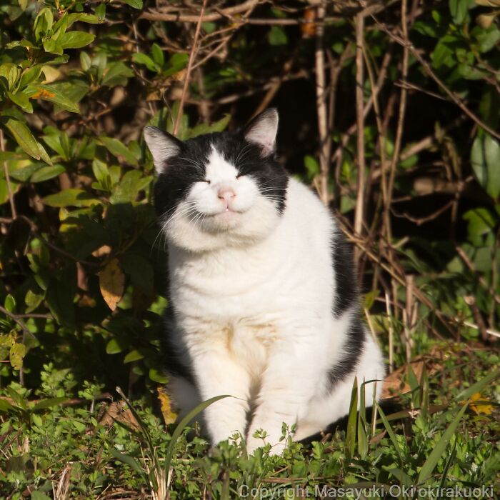 Wait, These Cats Are Basically Tiny Street Celebrities! 62 Pics Proving It