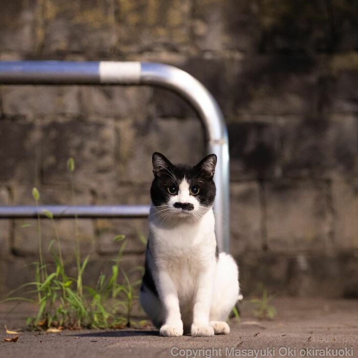 Wait, These Cats Are Basically Tiny Street Celebrities! 62 Pics Proving It