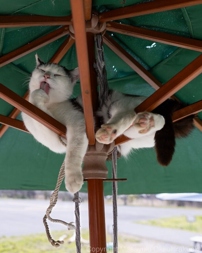 Wait, These Cats Are Basically Tiny Street Celebrities! 62 Pics Proving It