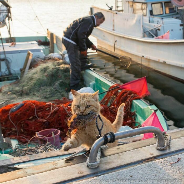 Wait, These Cats Are Basically Tiny Street Celebrities! 62 Pics Proving It