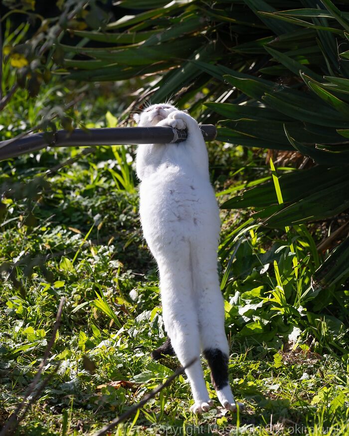 Wait, These Cats Are Basically Tiny Street Celebrities! 62 Pics Proving It
