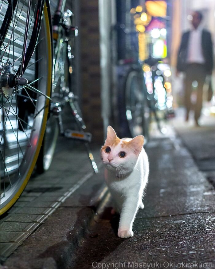 Wait, These Cats Are Basically Tiny Street Celebrities! 62 Pics Proving It